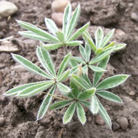Lupinus sericeus